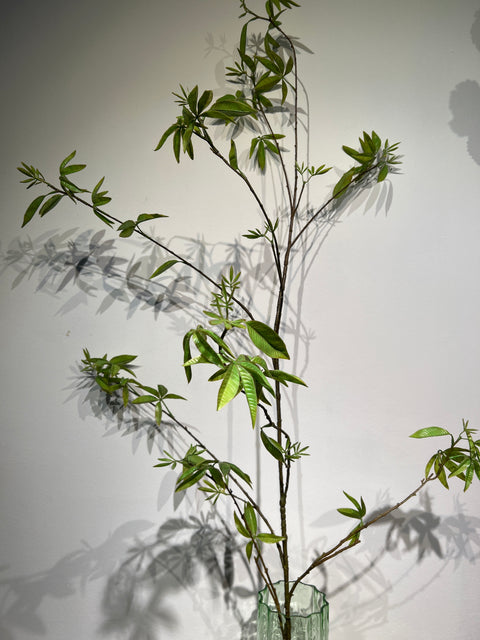 Esdoorn tak groen  172 cm