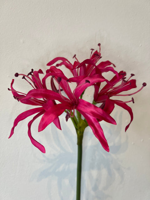 Nerine 65 cm beauty