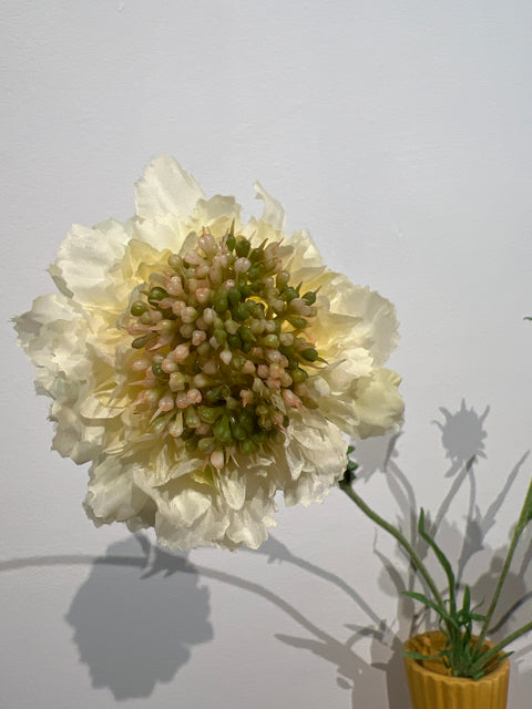 Scabiosa spray yellow 66 cm