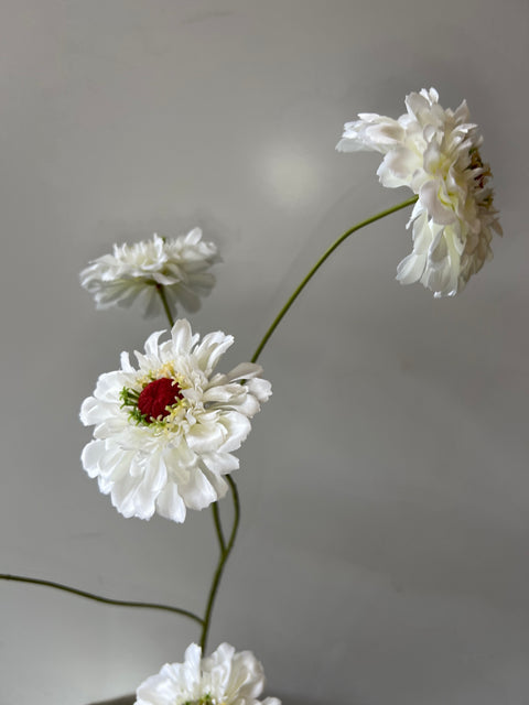 Zinnia spray x5 wit 105 cm