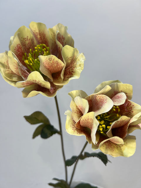 Helleborus 63 cm groen/roze