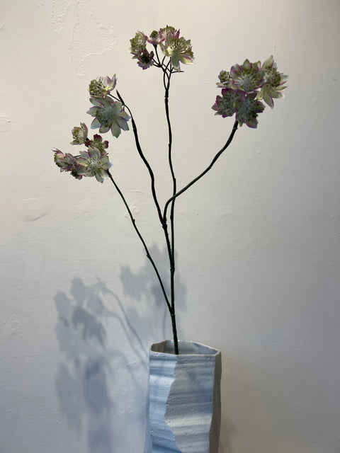 Zeeuws Knoopje mauve 81 cm