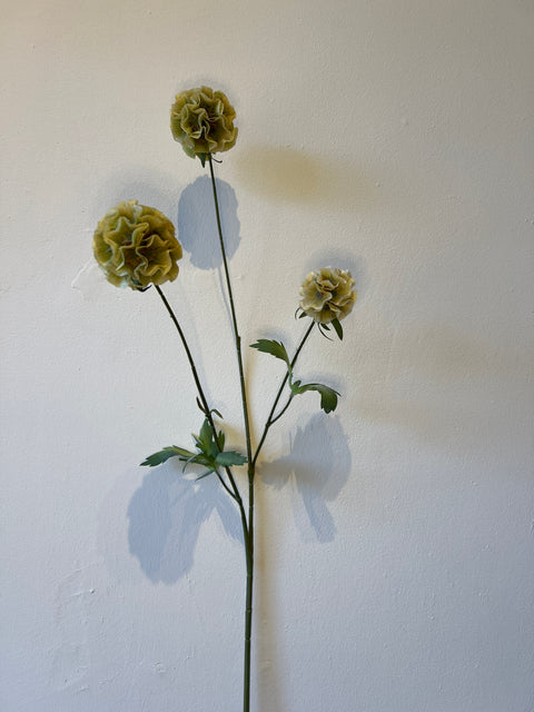 Scabiosa stellata x3 groen 73 cm