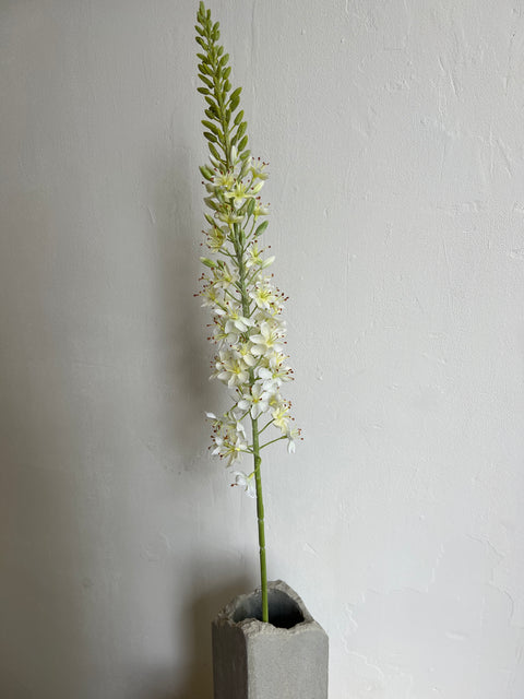 Eremurus steel wit 115 cm