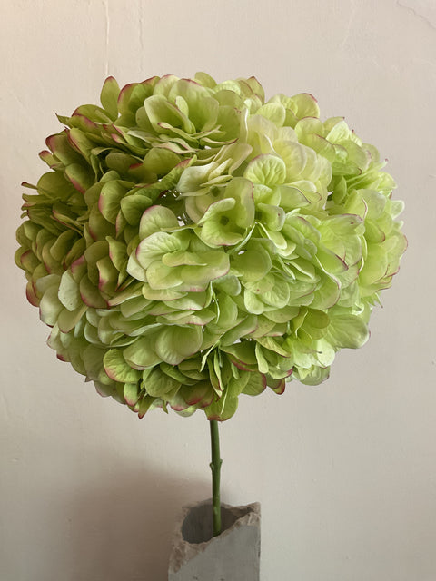 Hortensia steel groot wit/groen 86 cm