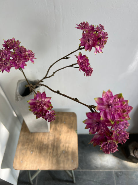 Zeeuws knoopje tak 70cm beauty/groen