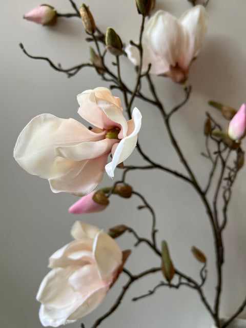 Magnolia tak wit/roze 107 cm
