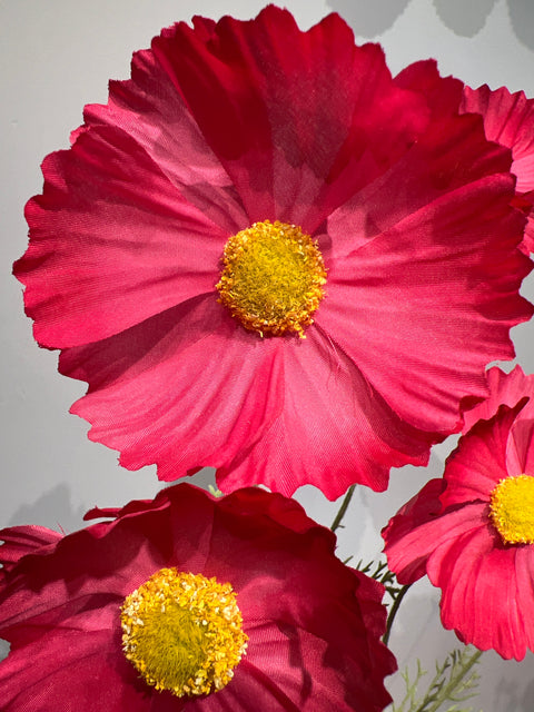 Cosmos fuchsia   92 cm