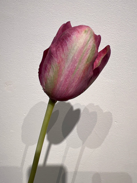 Tulp frans 60 cm paars