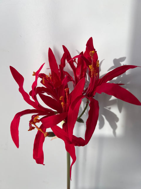Nerine 81 cm rood