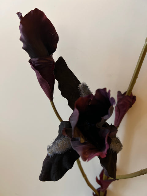 Iris tak bordeaux 102 cm