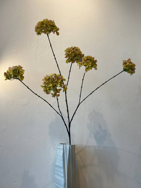 Hortensia x6 groen/geel 100 cm
