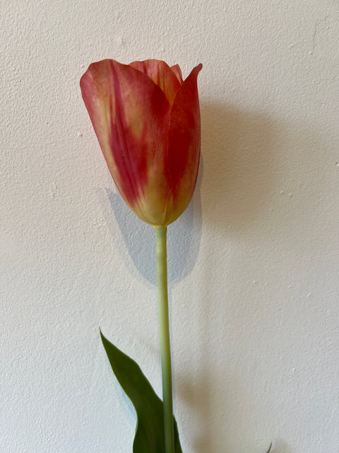Tulp steel rood/geel 72 cm