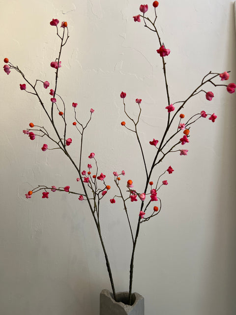Kardinaalsmuts tak roze/oranje 125 cm