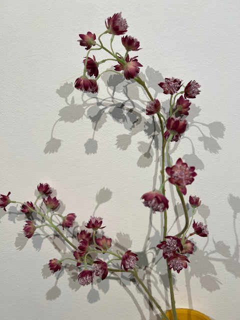 Zeeuwsknopje spray beauty 84 cm