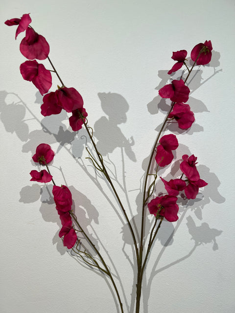 Lathyrus spray beauty 117 cm