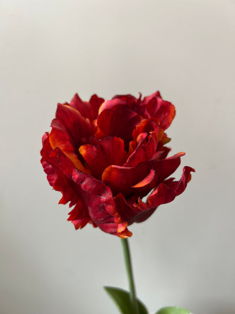 Tulp papagaai donker rood 66 cm