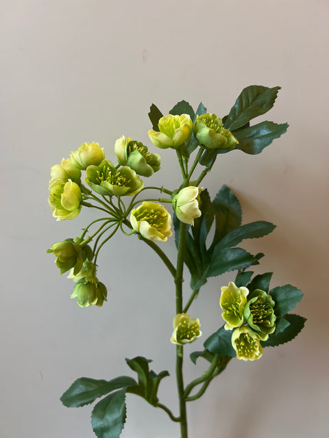 Helleborus groen 67 cm