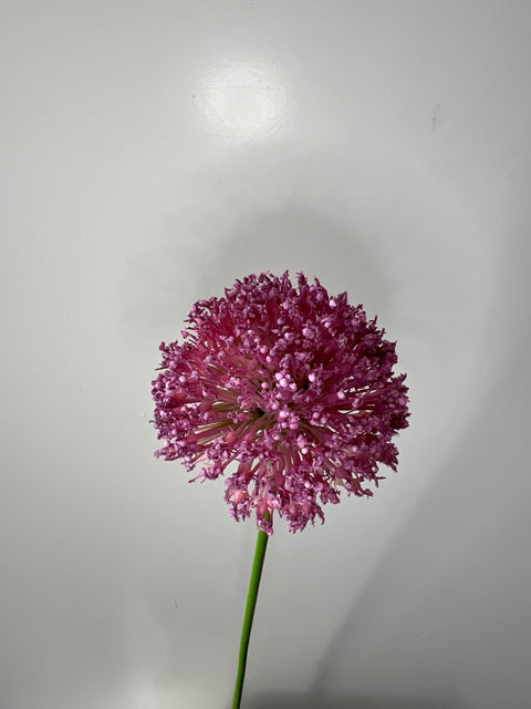 Allium paars 72 cm