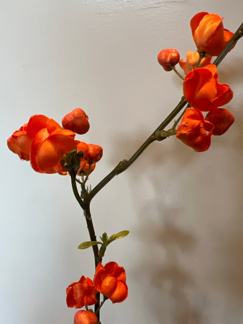 Kardinaalsmuts oranje 115 cm