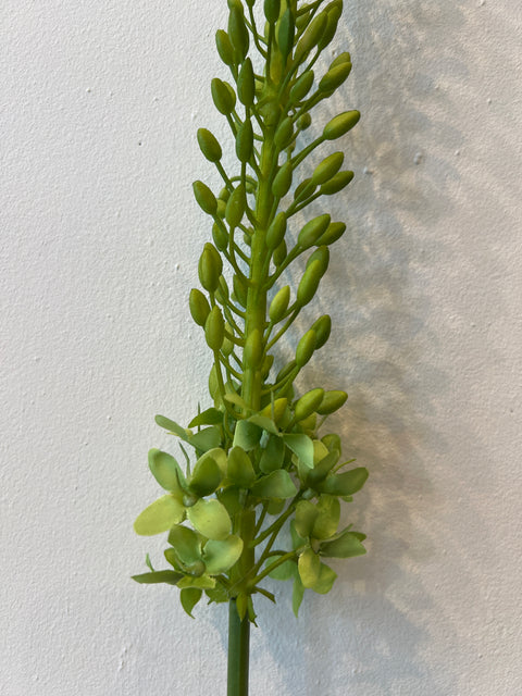 Eremurus steel groen 107 cm