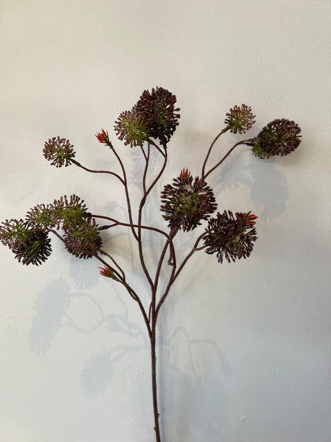 Echinops tak bruin/groen 73 cm