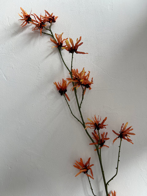 Hamamelis oranje 153 cm