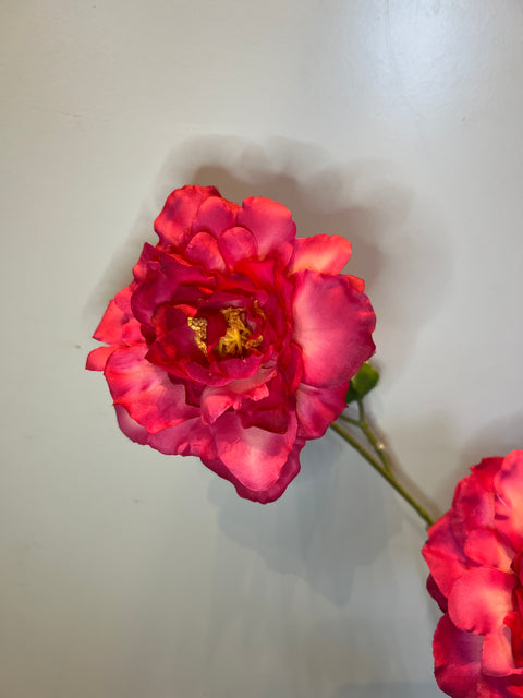 Rozentak beauty 120 cm