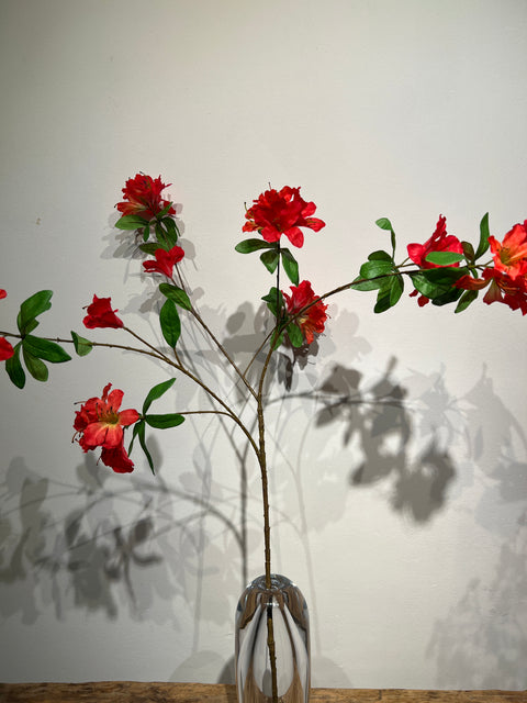 Azalia (rhododendron)  rood  100 cm