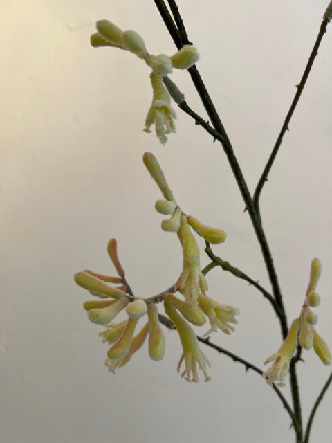 Kangeroopootjes tak roze/groen 162 cm