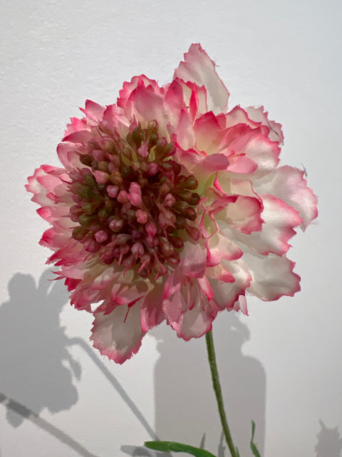 Scabiosa spray pink/wit 66 cm