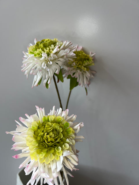 Scabiosa x3 crème 86 cm