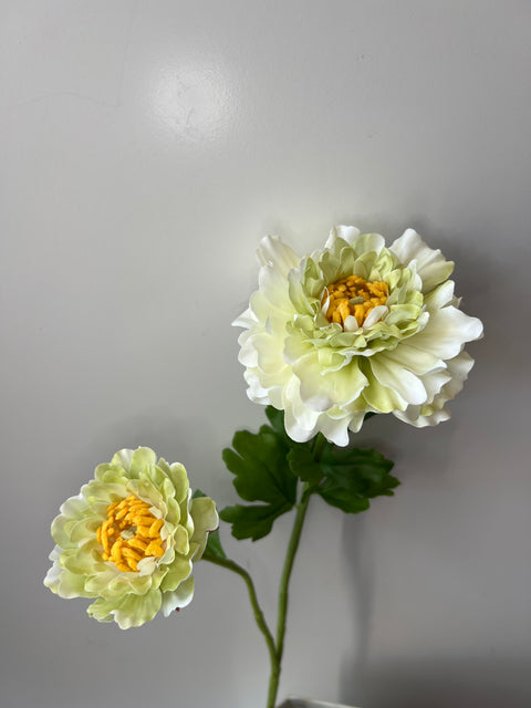 Ranonkel Japan groen 65 cm