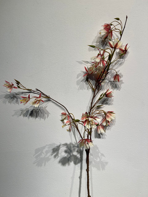 Elaeocarpus tak rood/wit  99 cm