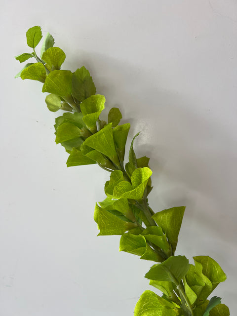 Molucella groen 107 cm