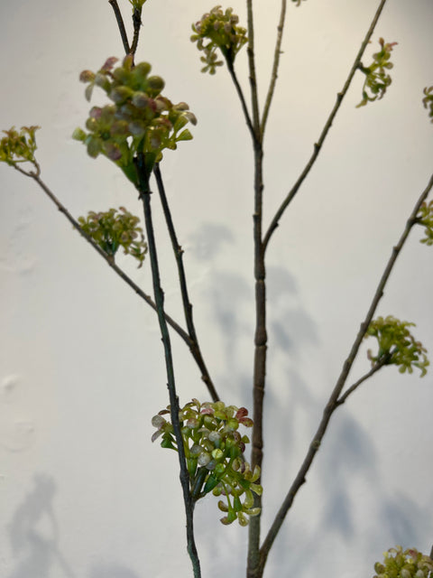 Spirea tak groen 160 cm