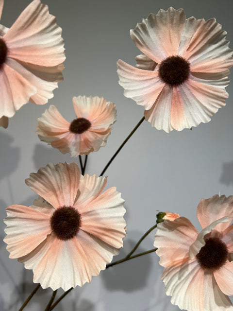 Cosmos spray peach 124 cm