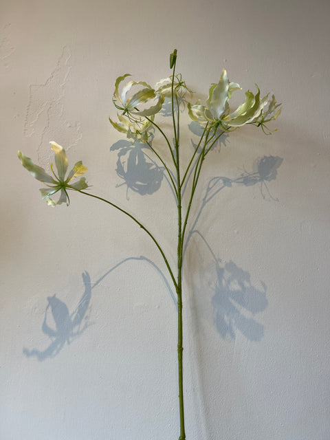 Gloriosa tak crème 110 cm