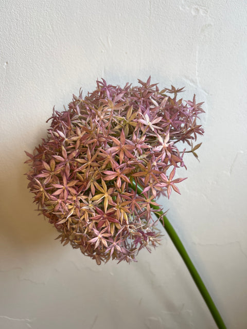 Allium lila 90 cm