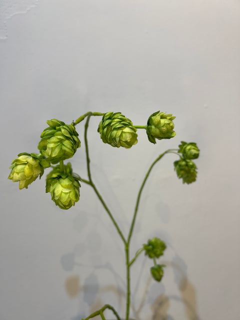 Hop tak groen 86 cm