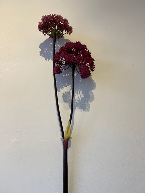 Engelwortel x2 magenta 116 cm
