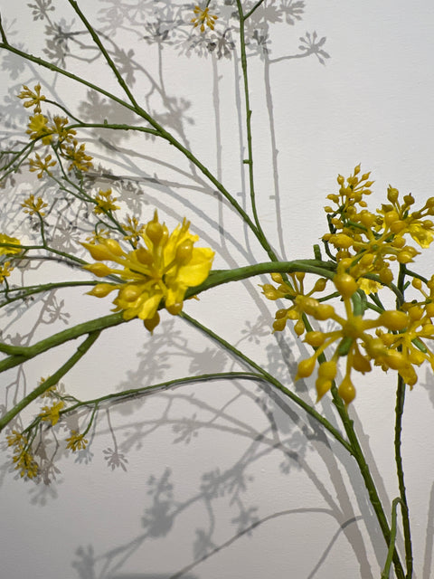 Kornoelje geel 125 cm