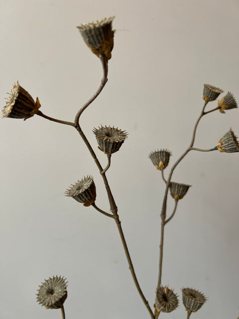 Abutilon tak bruin 85 cm