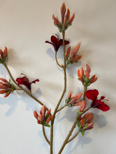 Rhododendron rood 90 cm