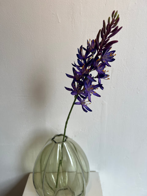 Camassia blauw 61 cm