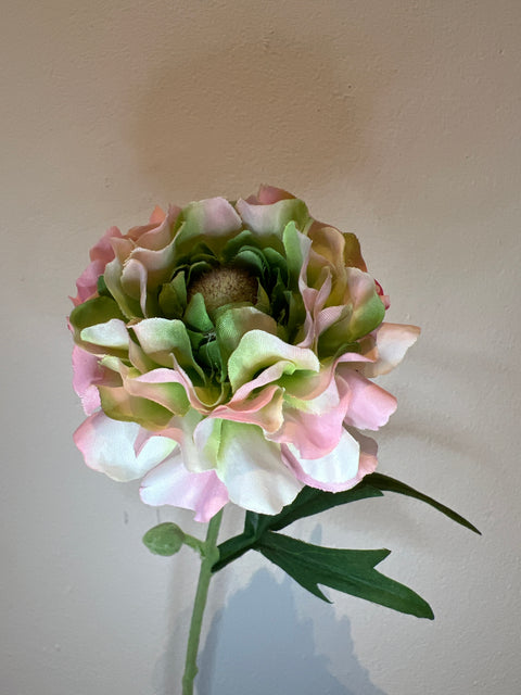 Ranonkel 57 cm roze/groen