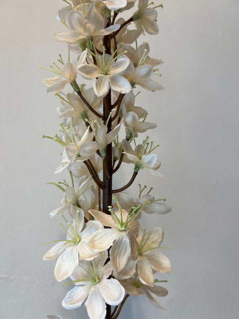 Eremurus steel vanille 109 cm