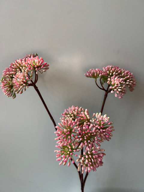 Engelwortel tak 3x roze  83 cm