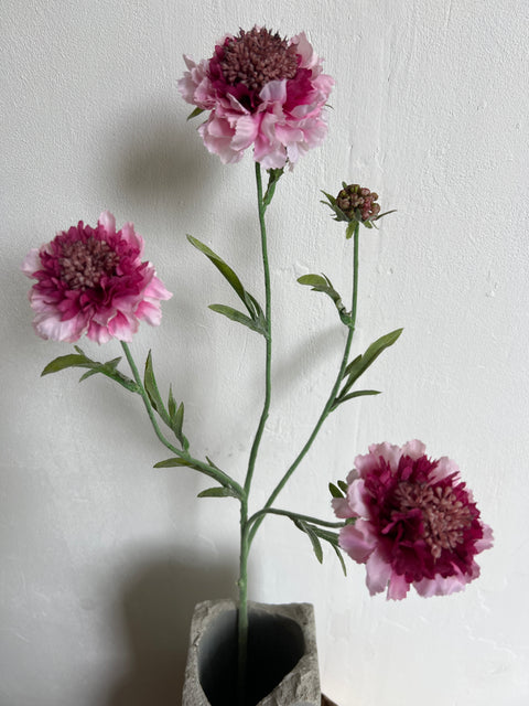 Scabiosa tak 4 roze/donker roze  80 cm