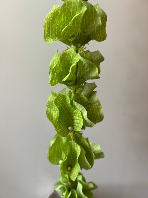 Molucella  groen  95 cm